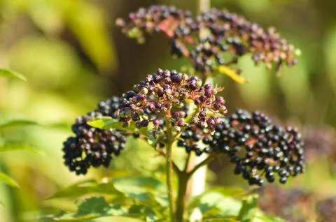 Closeup of black dwarf elder shiny fruits with selective focus on foreground Stock Photos