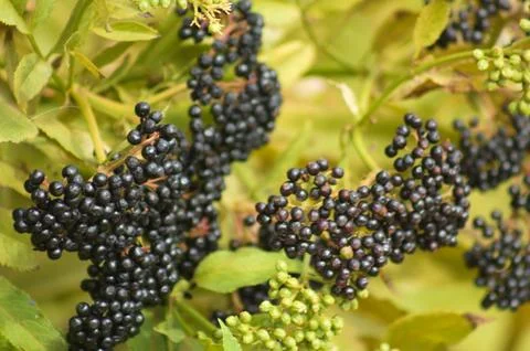 Closeup of black dwarf elder small berry with elective focus on foreground Stock Photos