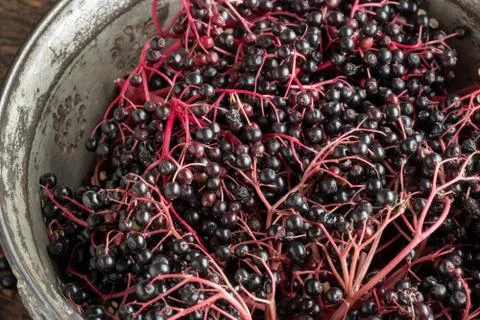 Closeup of black elder berries Stock Photos