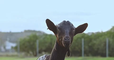 Closeup of a black goat looking at the camera during a sunset Video stock 242188806