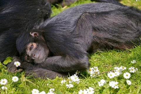 Closeup black-headed spider monkey Stock Photos