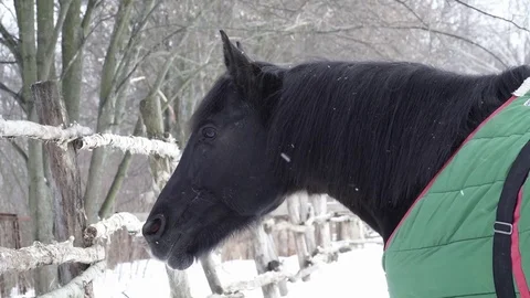 Closeup of black horse in the winter clothing Stock Footage