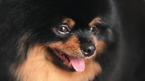 Closeup of black Pomeranians face capturing expressive eyes and soft fur details Stock Footage 305544855
