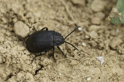 Closeup on the Black-punctured Leaf Beetle, Galeruca tanaceti sitting on th.. Stock Photos