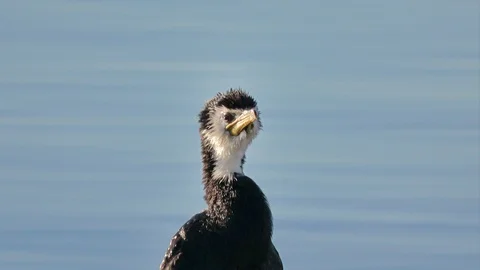 Closeup of black shag Stock Footage 93165759