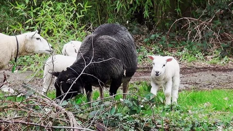 CloseUp of black sheep with lambs Video stock 105561477