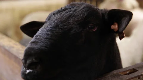 Closeup of black sheep looking at camera Stock Footage 143483210