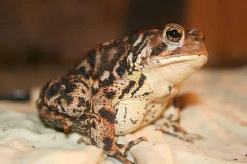 Closeup of a black-spotted toad on a white surface 스톡 사진