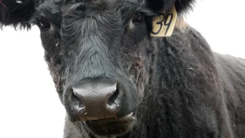 Closeup Black Steer Chewing Cud Stock Footage 153240135