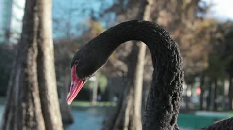 Closeup of black swan head Stock-Footage 10565001