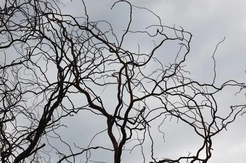 Closeup of black tree branch without leaves with blue gray sky on background Foto stock