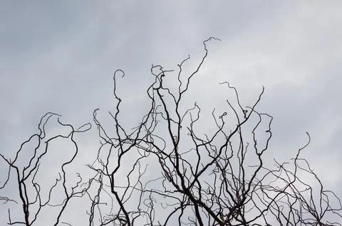 Closeup of black tree branches without leaves with sky on background. Foto stock