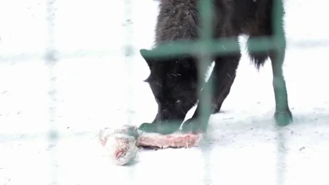 Closeup of black wolf eating meat in the cage Video stock 73326602