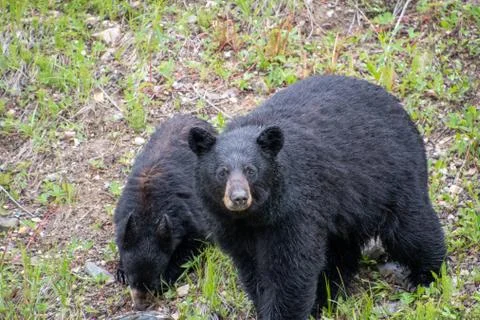 A closeup of blackbears by the roadside. Stock Photos