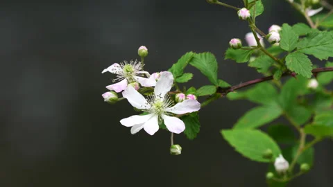 Closeup of blackberry flowers with stream in the background Stock-Footage 307878073