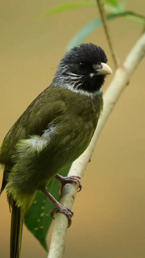 Closeup of a blackheaded bulbul perched on a thin tree branch Stock Footage 336033415