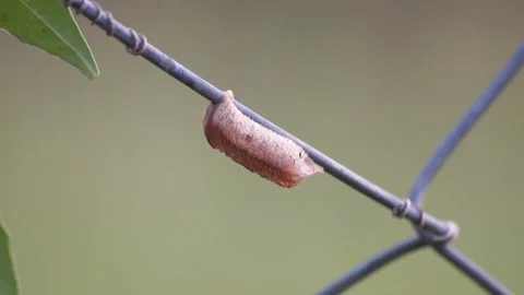 Closeup Of Blister Beetle Cocoon Attached To Wire In Agriculture Field Stock Footage 345824345
