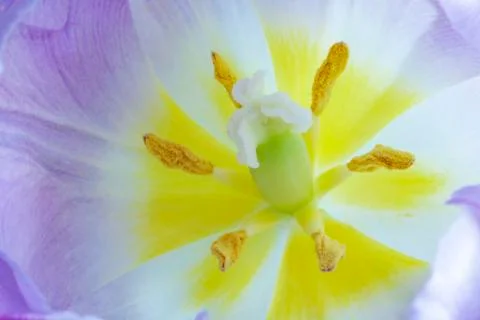 Closeup of the bloomed tulip 库存照片