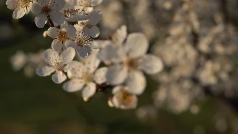 Closeup of Blooming Apple tree with white flowers Rack focus Stock Footage 126949700