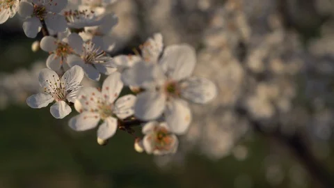 Closeup of Blooming Apple tree with white flowers Rack focus 動画素材 126949826