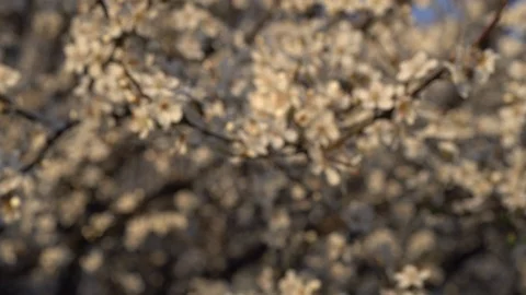 Closeup of Blooming Apple tree with white flowers Rack focus 動画素材 126949925