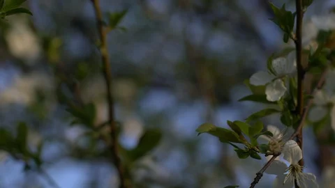 Closeup of Blooming apple tree with white flowers  Pan Left 動画素材 126950187