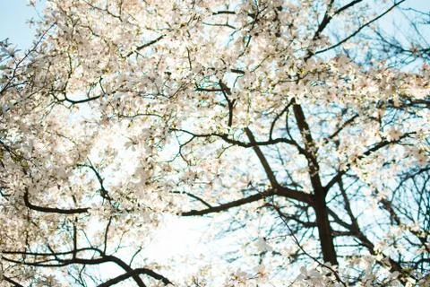 Closeup of blooming branches of magnolia tree.  Stock Photos