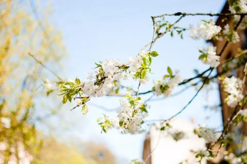 Closeup of blooming branches on sunny spring day Stock Photos