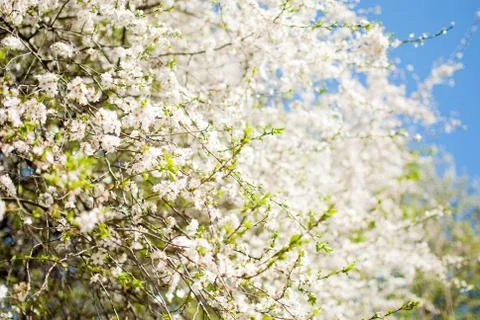 Closeup of blooming branches of a tree.  Stock Photos