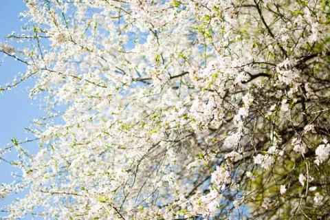 Closeup of blooming branches of a tree.  Stock Photos