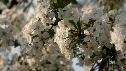 Closeup blooming cherry flowers Video stock 115215278