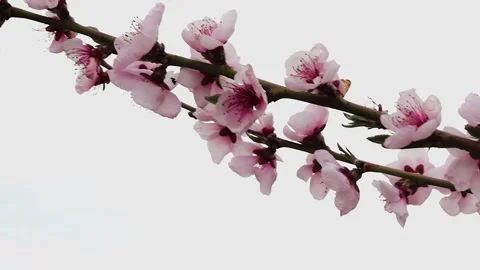 Closeup of blooming cherry tree branch with soft pink flowers Stock-Footage 308563691