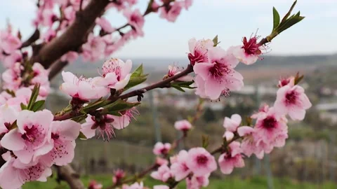Closeup of blooming cherry tree branch with soft pink flowers Stock-Footage 308563700