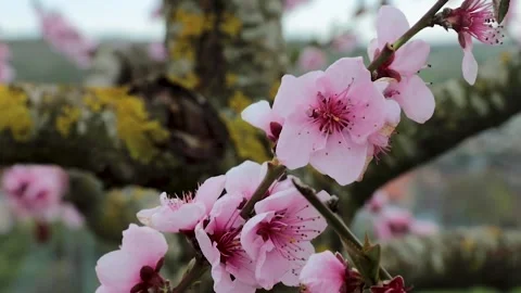 Closeup of blooming cherry tree branch with soft pink flowers Stock-Footage 308563703