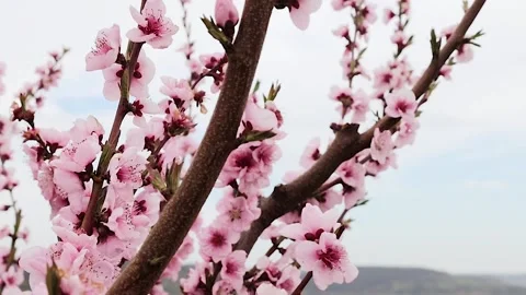 Closeup of blooming cherry tree branch with soft pink flowers Video stock 308563713
