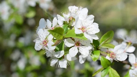 Closeup of blooming cherry tree twig Stock Footage 76001425