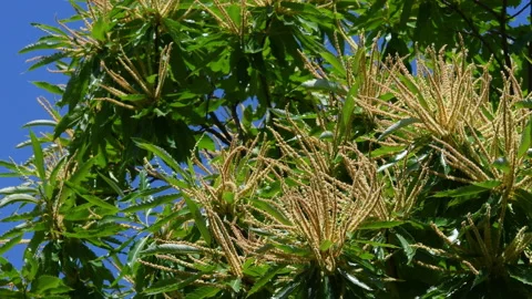 Closeup on Blooming chestnut branches with fresh green leaves. Summer season. Stock Footage 197766657
