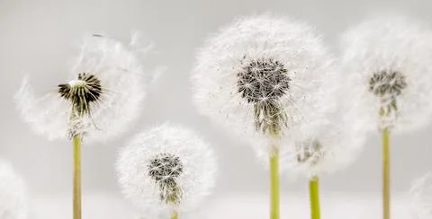 Closeup on blooming dandelions Stock Photos
