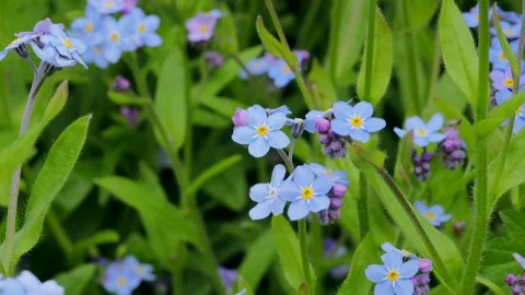 Closeup of blooming forget-me-not blossoms with pale blue petals and yellow Stock Footage 309306116