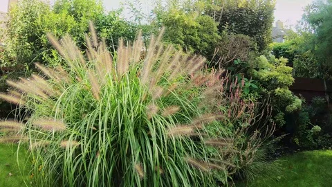 CloseUp of blooming grass Vídeos de archivo 117412643
