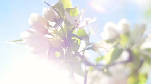 Closeup of blooming pear tree branch with lens flare on blue sky background. Vidéo 50320476