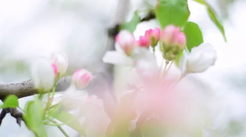 Closeup of blooming pear tree with pink and white buds on blur background. 库存影片 50320558