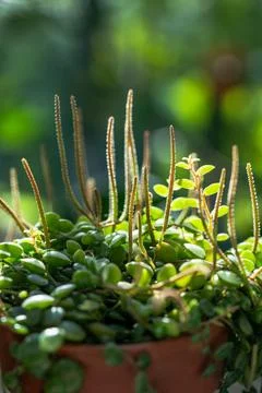 Closeup of blooming Peperomia Prostrata string of turtles houseplant in clay pot Stock Photos