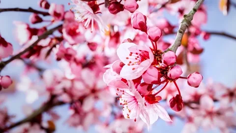 Closeup of blooming pink cherry blossoms in branches, time-lapse of flowers Stock Footage 146104855