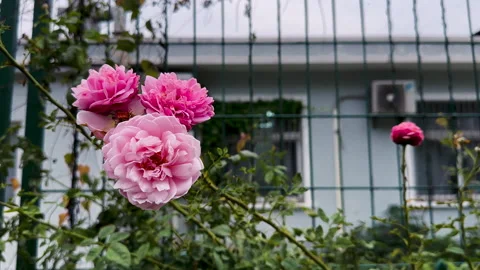 Closeup of blooming pink roses Stock Footage 288928162