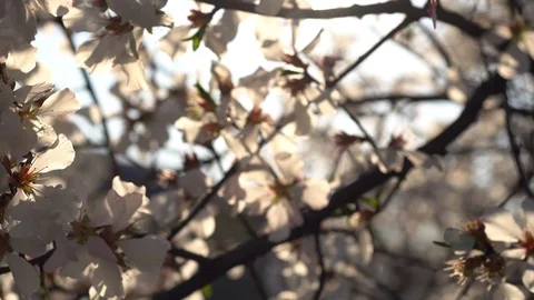 Closeup of Blooming plum tree with white flowers  Pan Left 動画素材 126949609