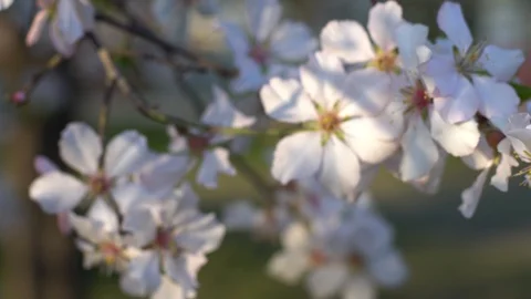 Closeup of Blooming plum tree with white flowers  Pan Right Stock Footage 126950355