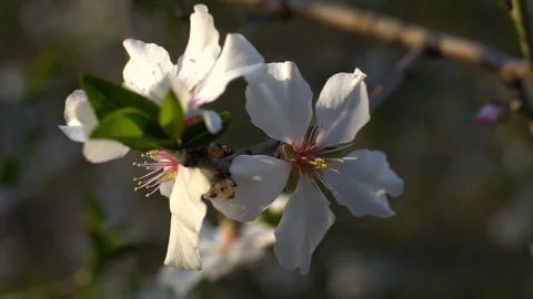 Closeup of Blooming plum tree with white flowers  Pan Right Stock Footage 126950482