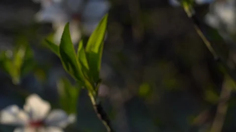 Closeup of Blooming plum tree with white flowers  Pan Right 動画素材 126950517