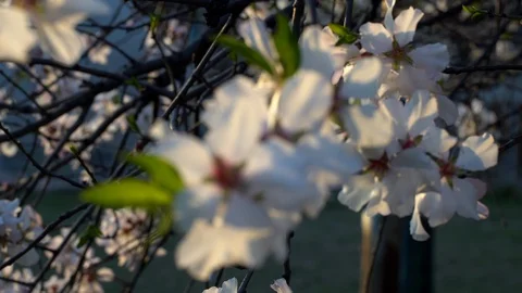 Closeup of Blooming plum tree with white flowers Rack focus 動画素材 126950948
